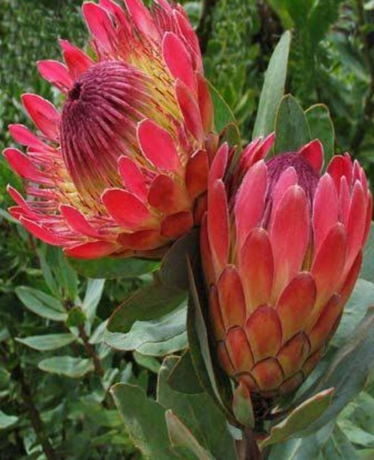 Brandys Beach House Betty's Bay Eksteriør billede