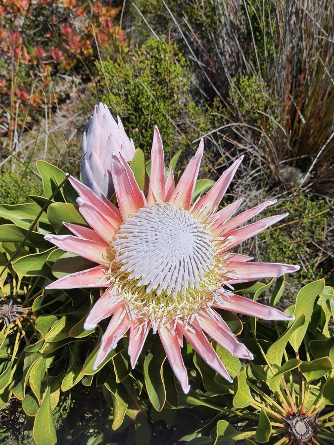 Brandys Beach House Betty's Bay Eksteriør billede