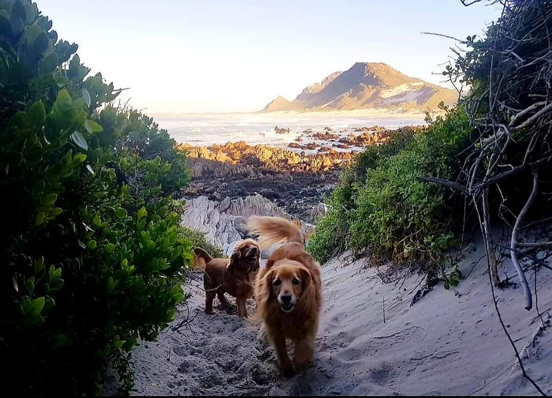 Brandys Beach House Betty's Bay Eksteriør billede