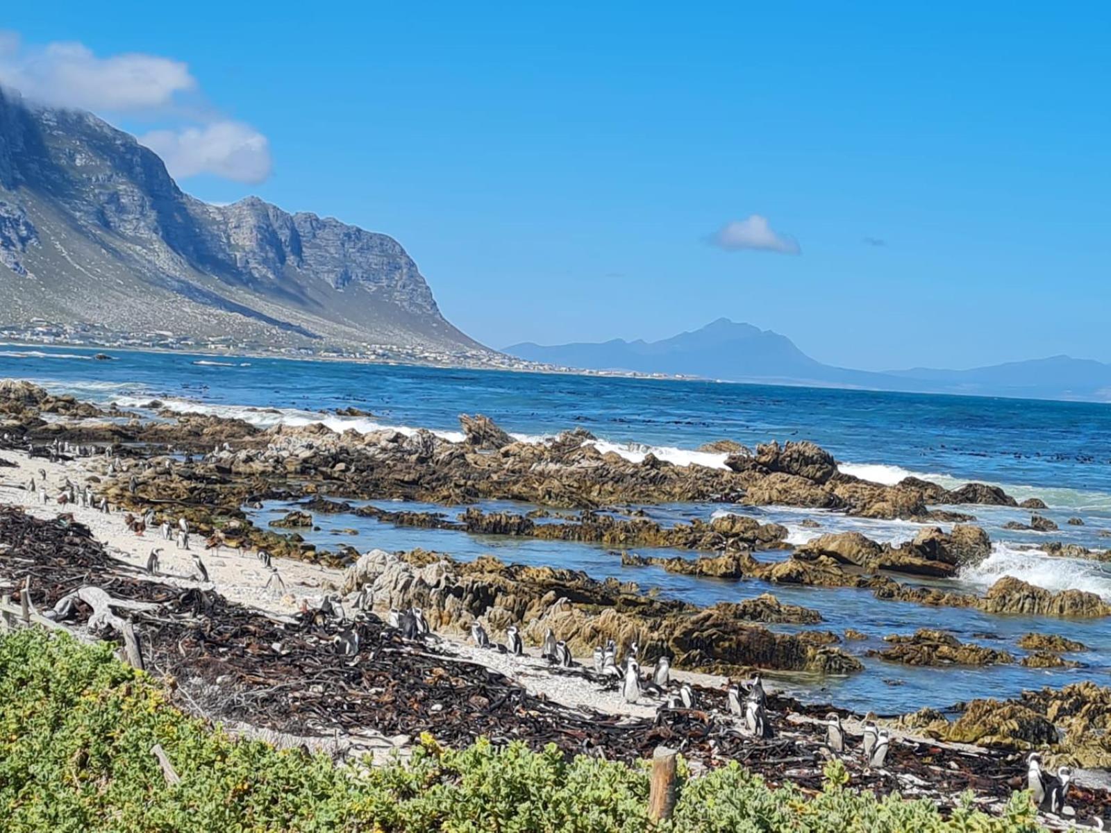 Brandys Beach House Betty's Bay Eksteriør billede
