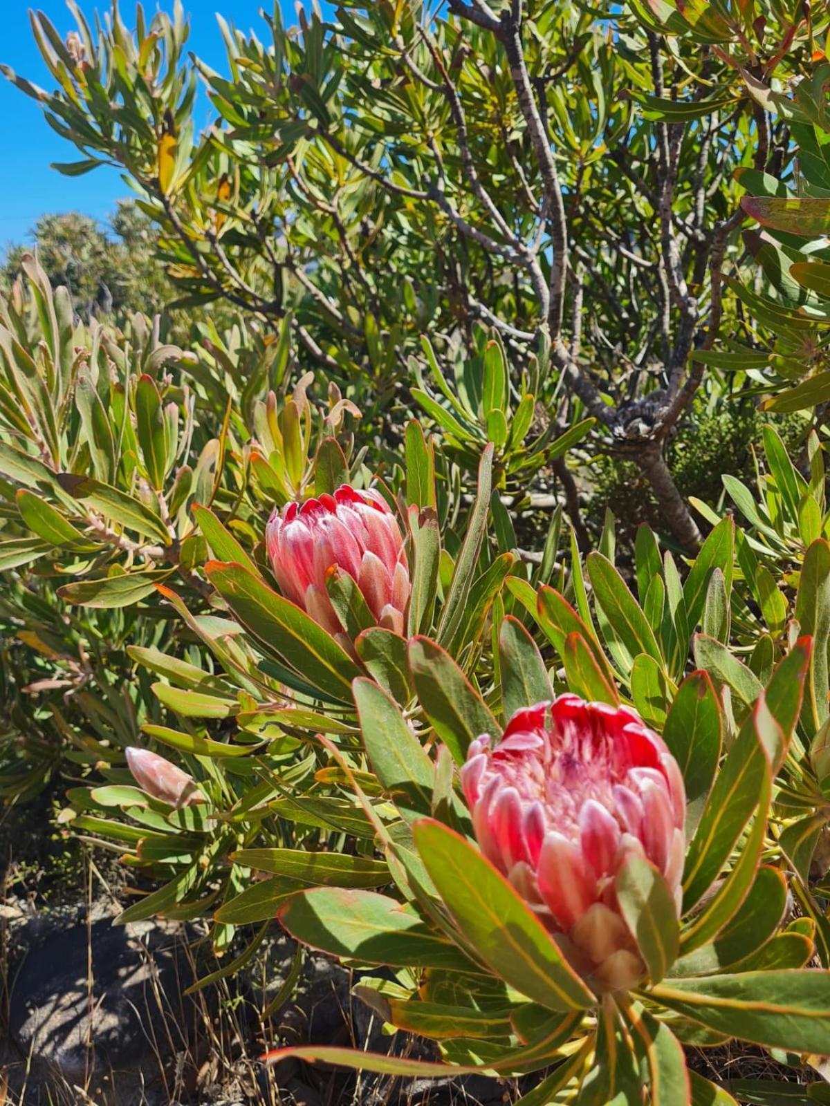 Brandys Beach House Betty's Bay Eksteriør billede